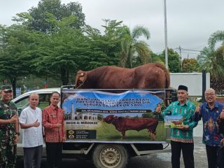 Sapi Limousin Bantuan Presiden RI Diserahkan Bupati Sintang kepada Masjid Al Mubarokah